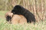 CHOW CHOW 235